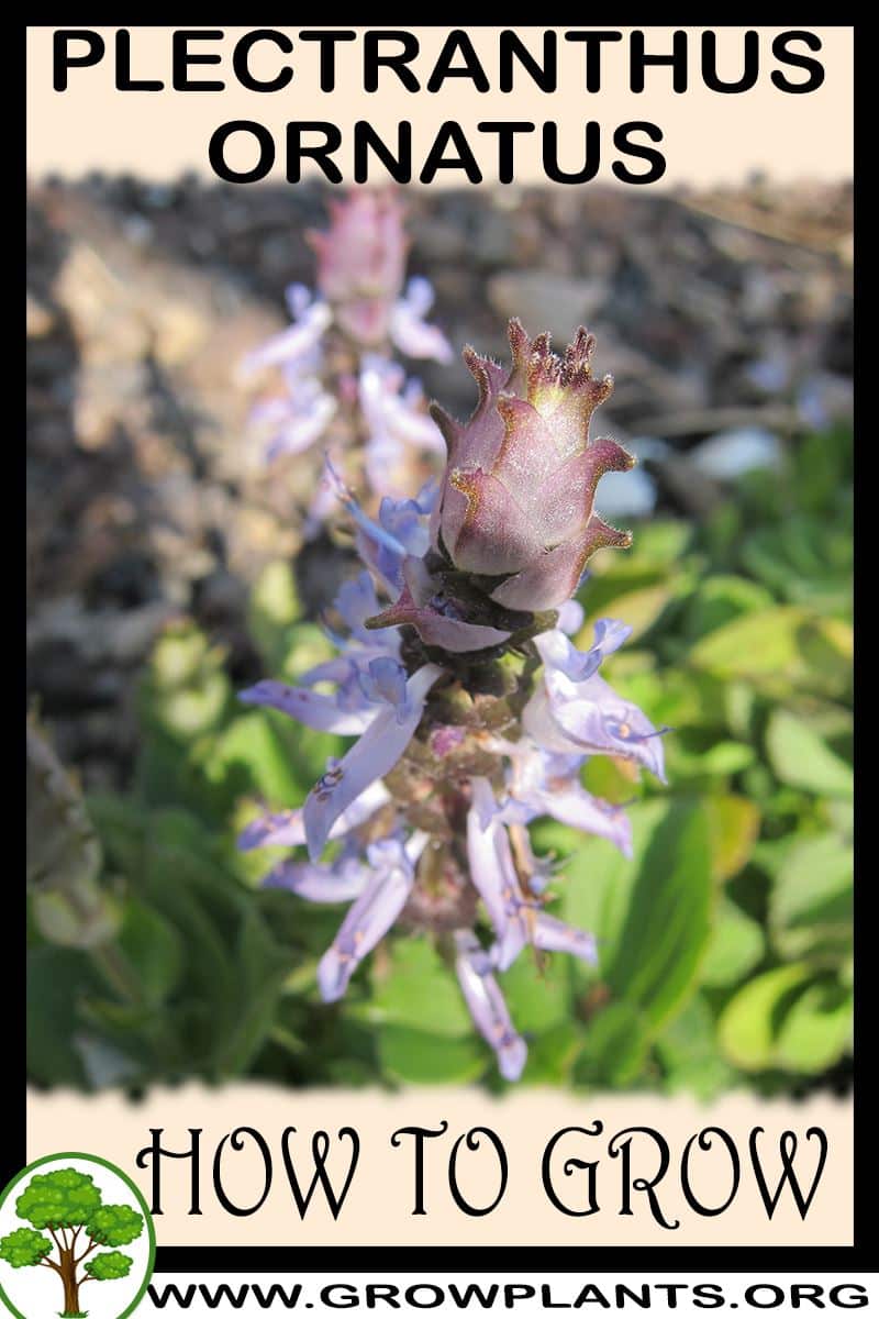How to grow Plectranthus ornatus