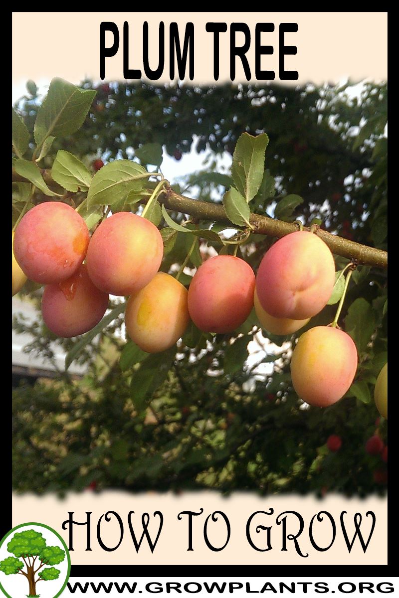 Plum tree How to grow & care