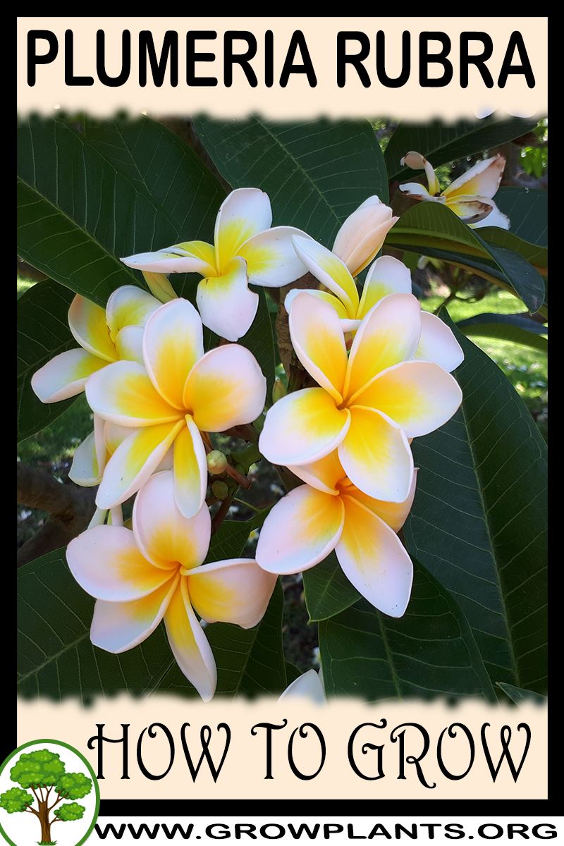 How to grow Plumeria rubra