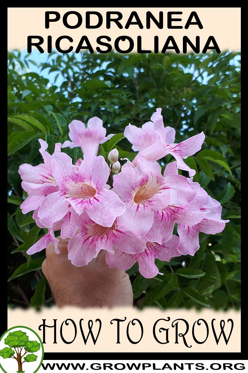 How to grow Podranea ricasoliana