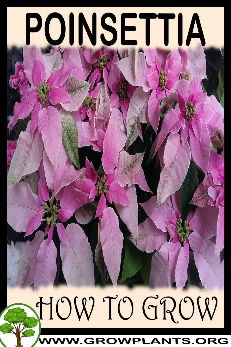 Poinsettia How to grow & care