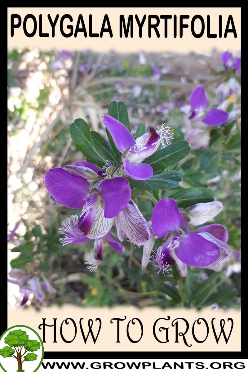 How to grow Polygala myrtifolia