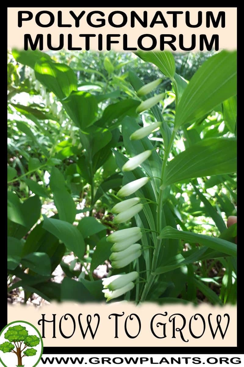 How to grow Polygonatum multiflorum
