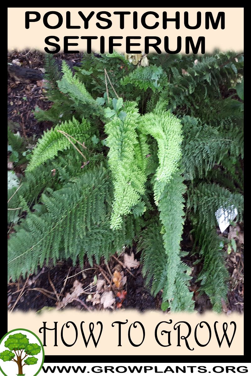 How to grow Polystichum setiferum