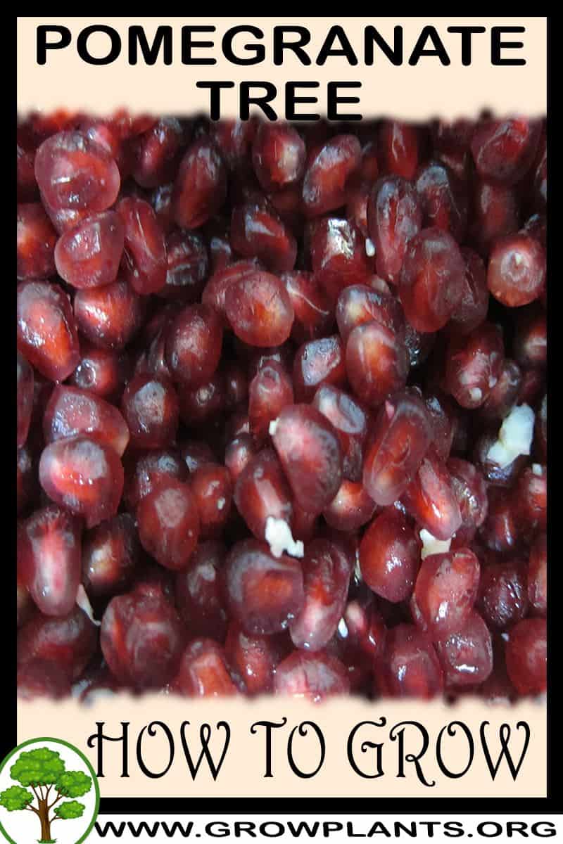 How to grow Pomegranate tree