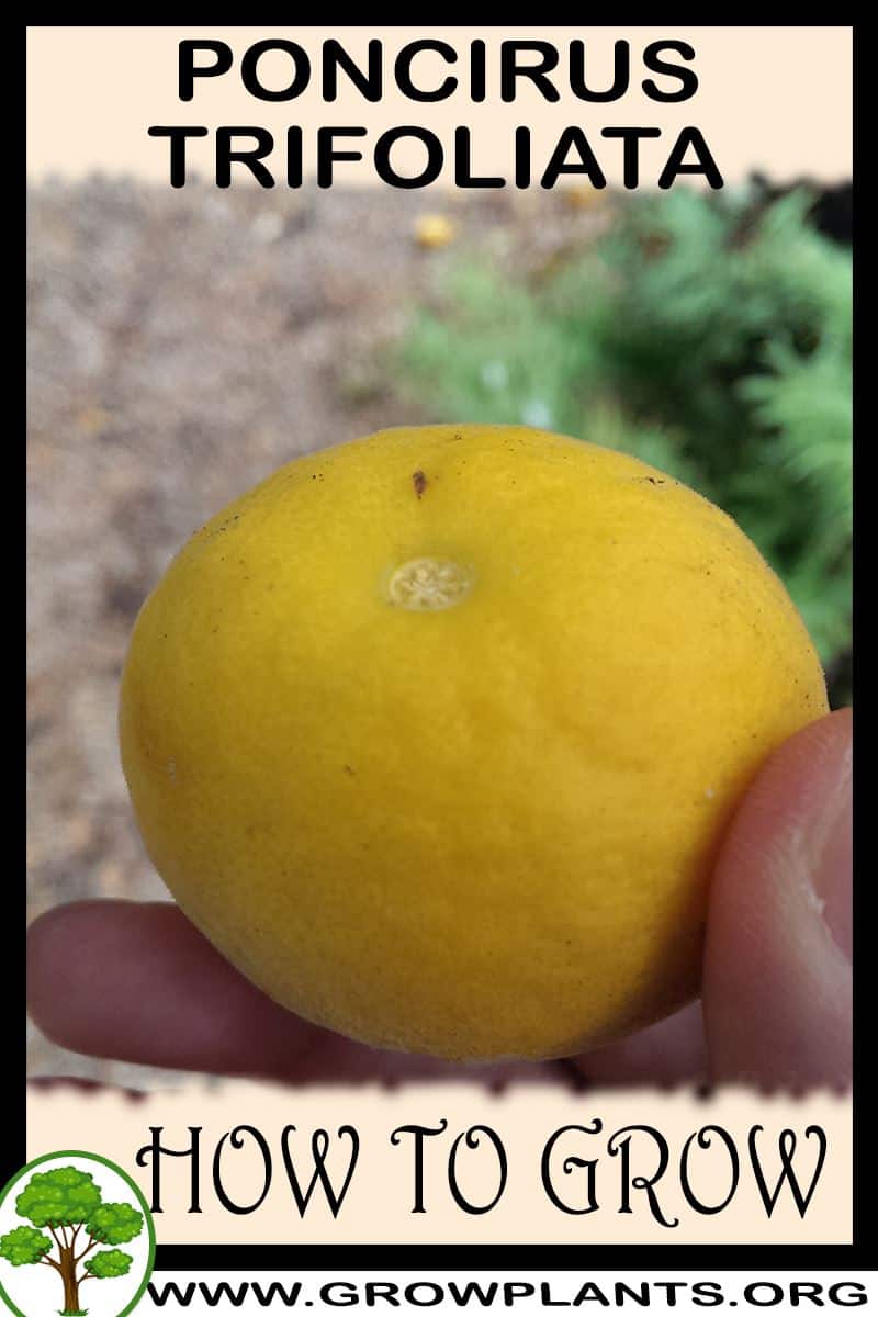 How to grow Poncirus trifoliata