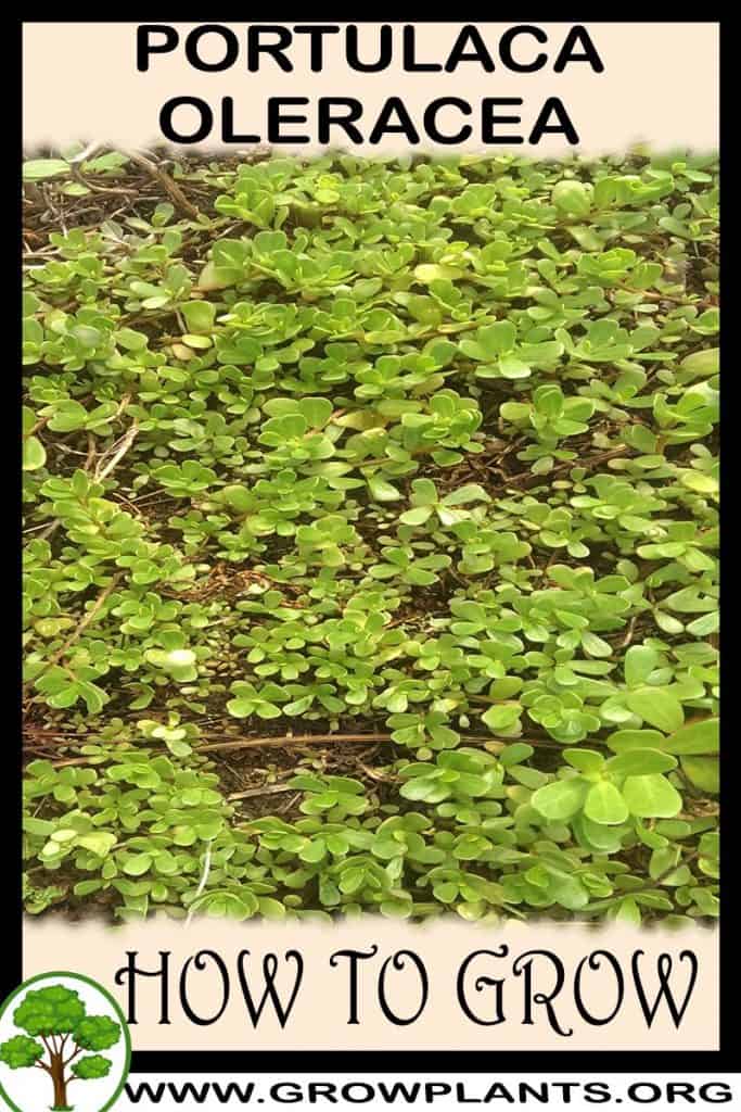Portulaca oleracea