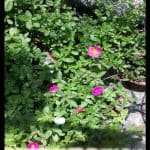 Portulaca umbraticola