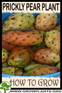 How to grow Prickly pear plant