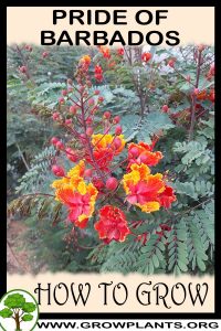 How to grow Pride of barbados
