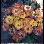 Primula belarina