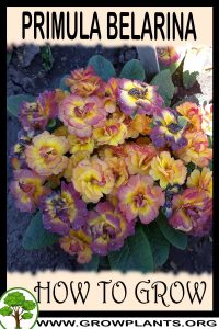 How to grow Primula belarina