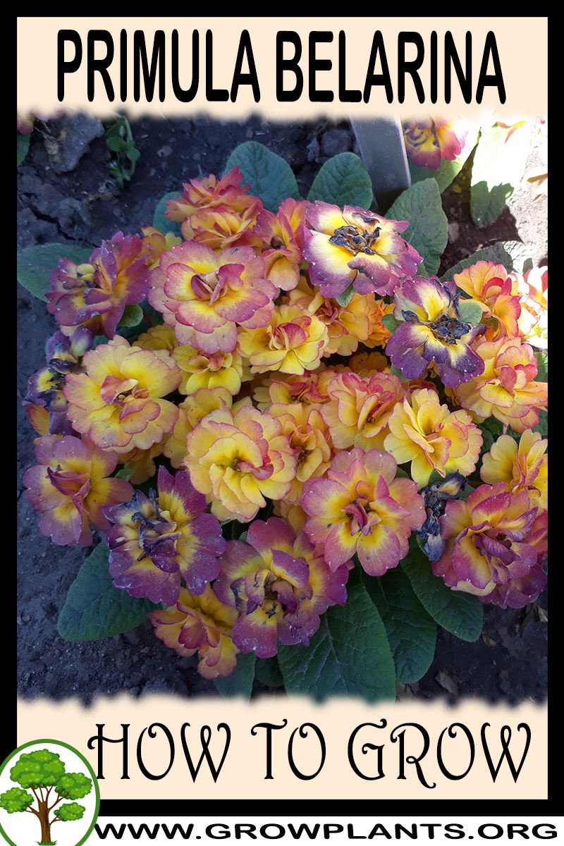 How to grow Primula belarina
