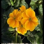 Primula hortensis