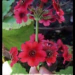 Primula japonica