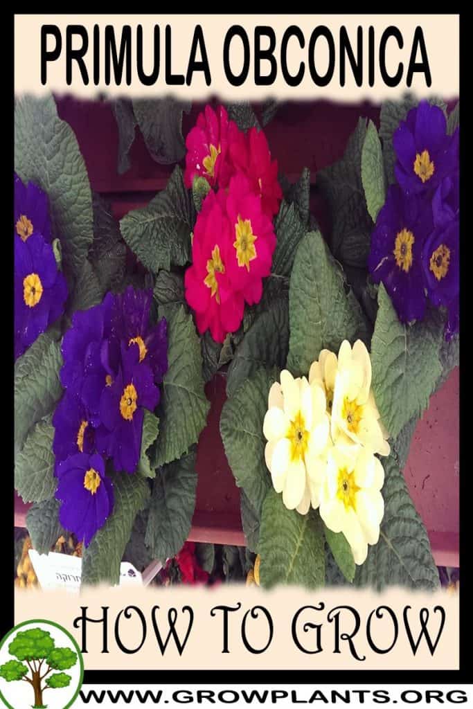 Primula obconica