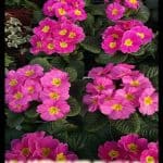 Primula vulgaris
