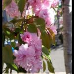 Prunus serrulata