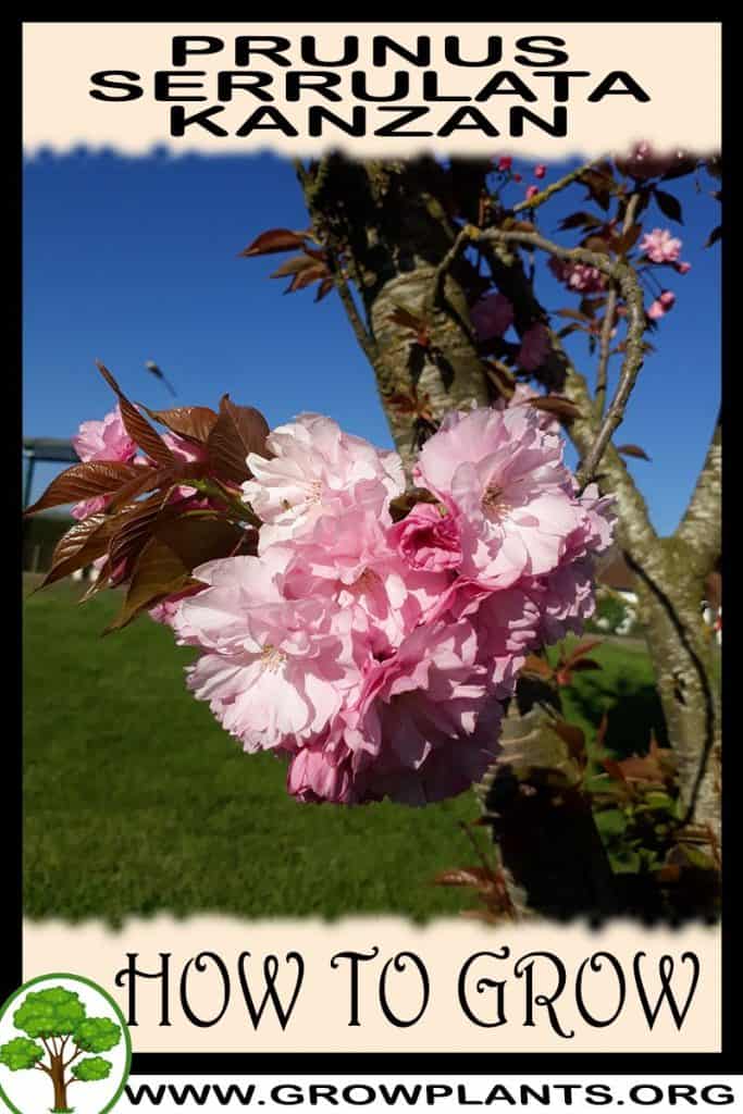 Prunus serrulata Kanzan