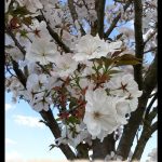 Prunus serrulata amanogawa