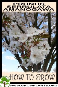 How to grow Prunus serrulata amanogawa