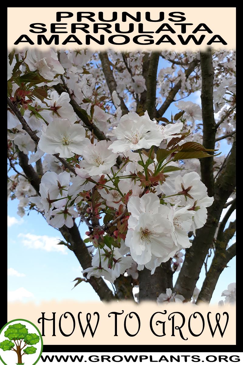 How to grow Prunus serrulata amanogawa