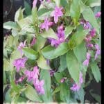 Pseuderanthemum