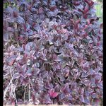 Pseuderanthemum atropurpureum