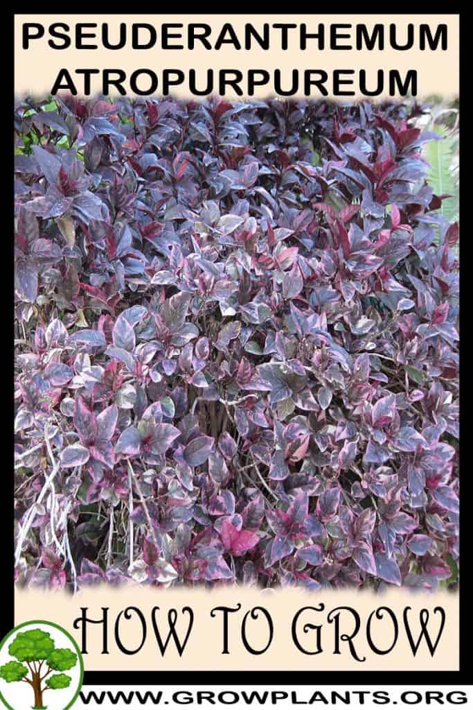 Pseuderanthemum atropurpureum