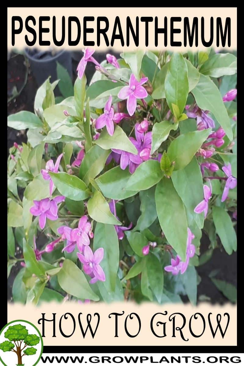 How to grow Pseuderanthemum