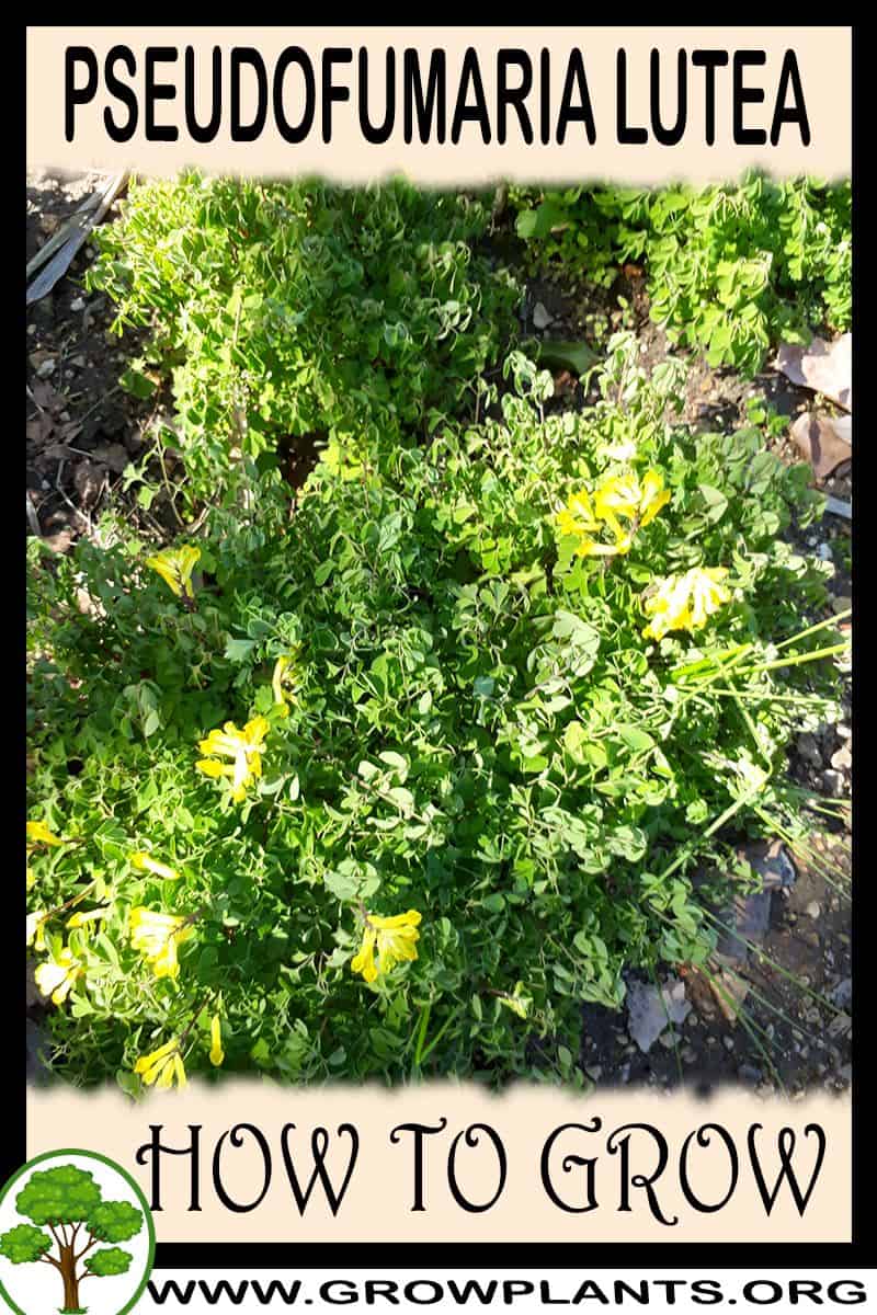 How to grow Pseudofumaria lutea