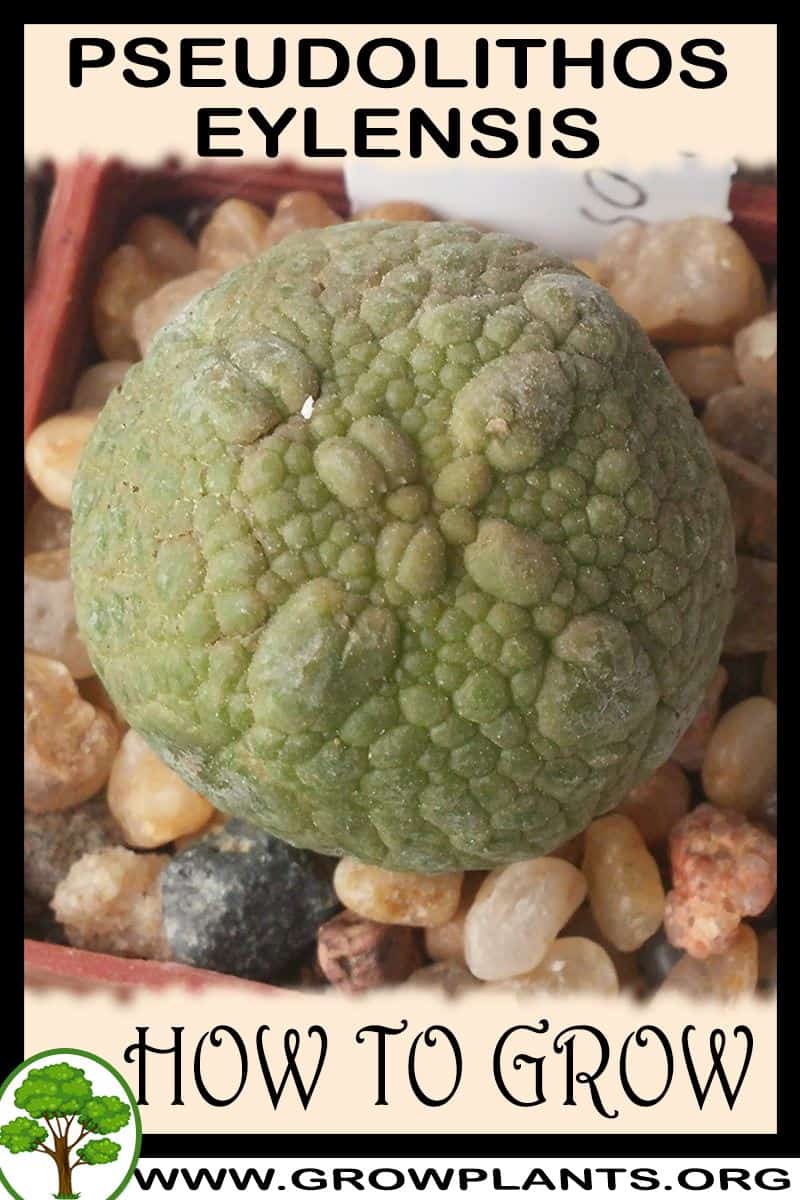 How to grow Pseudolithos eylensis