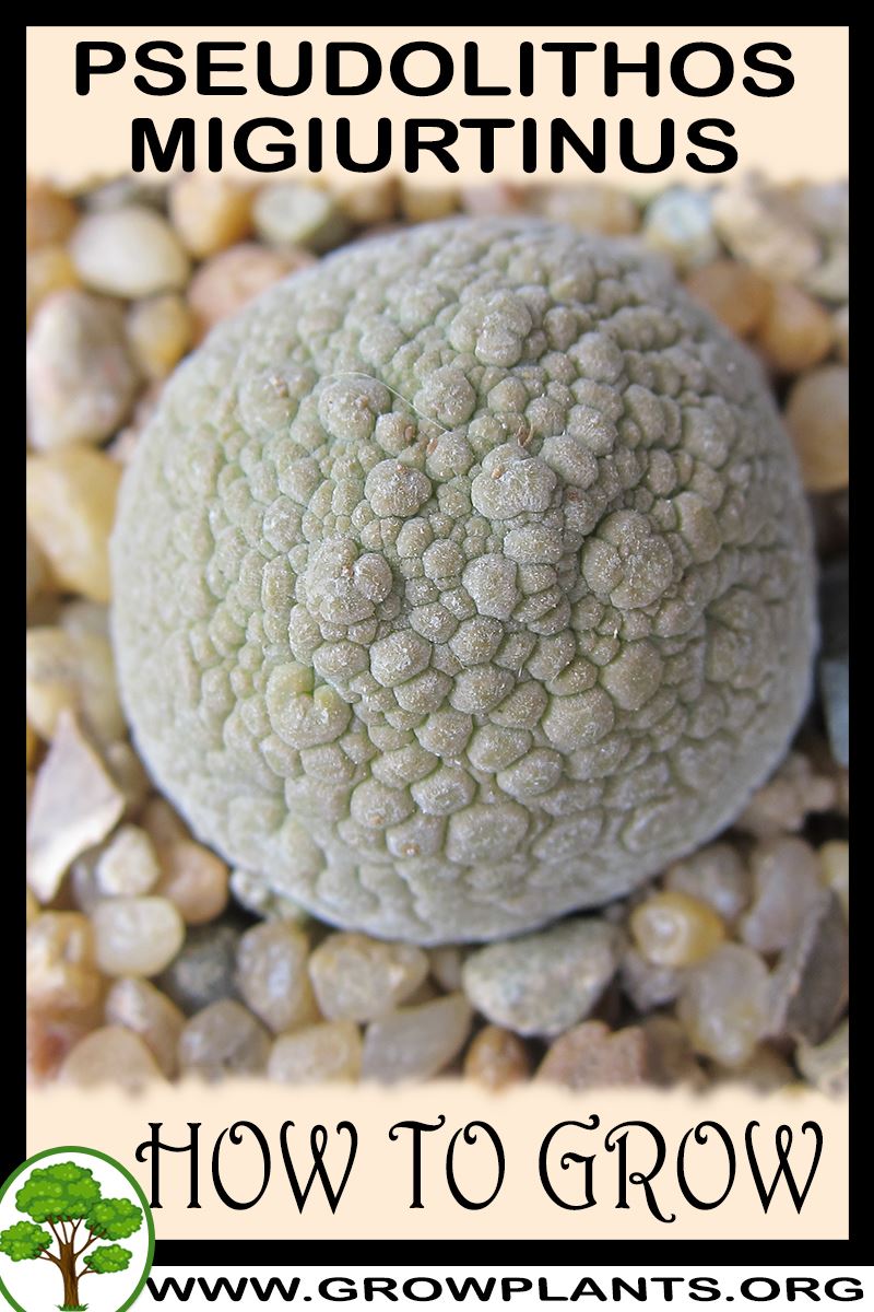 How to grow Pseudolithos migiurtinus