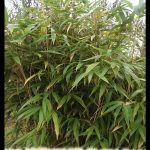 Pseudosasa japonica