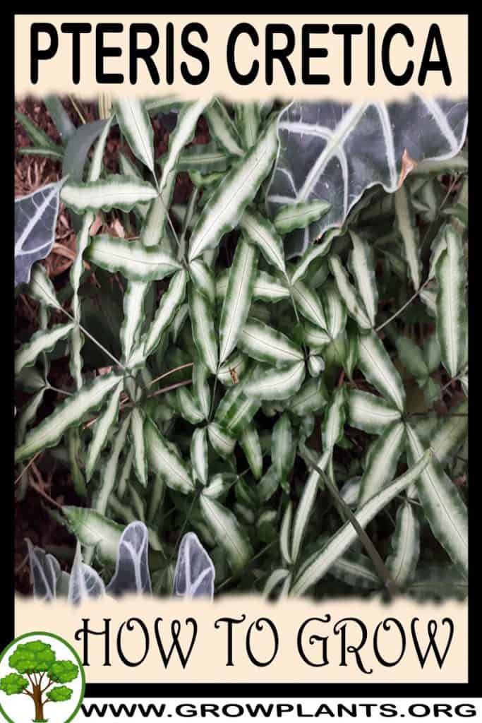 Pteris cretica