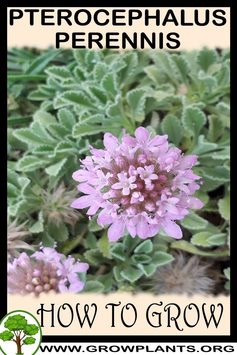 How to grow Pterocephalus perennis