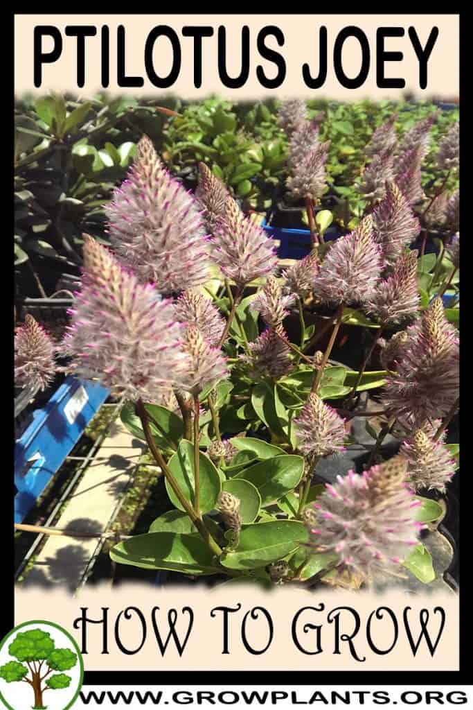 Ptilotus joey