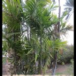 Ptychosperma macarthurii