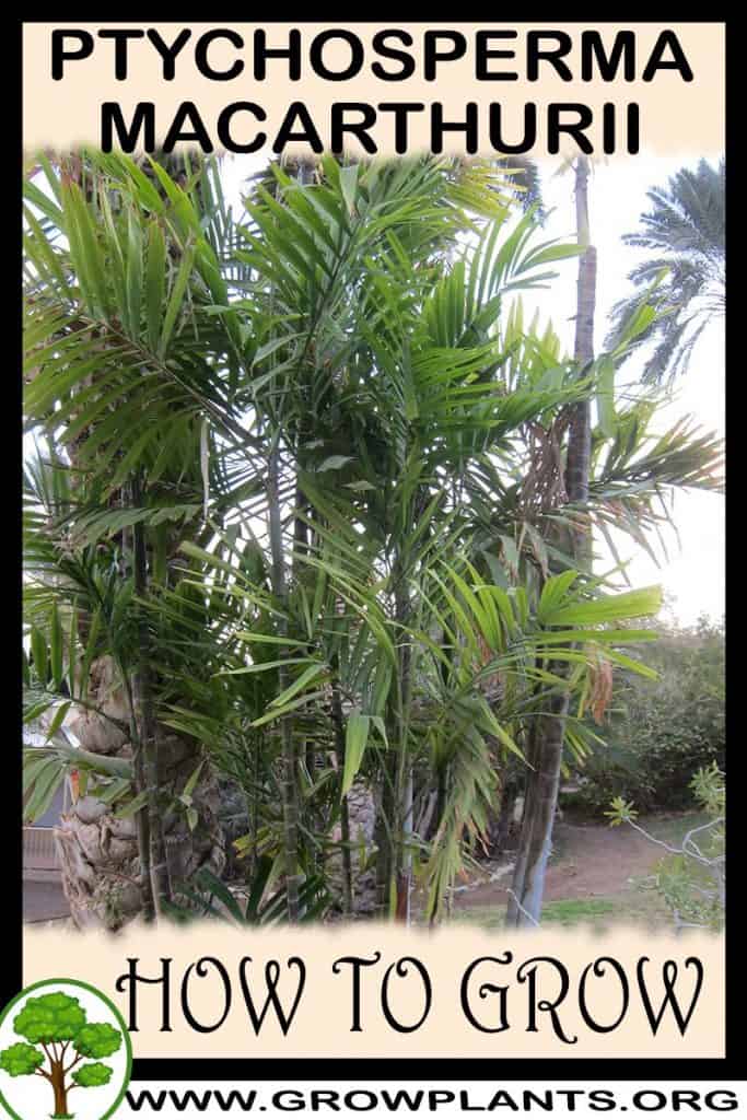 Ptychosperma macarthurii