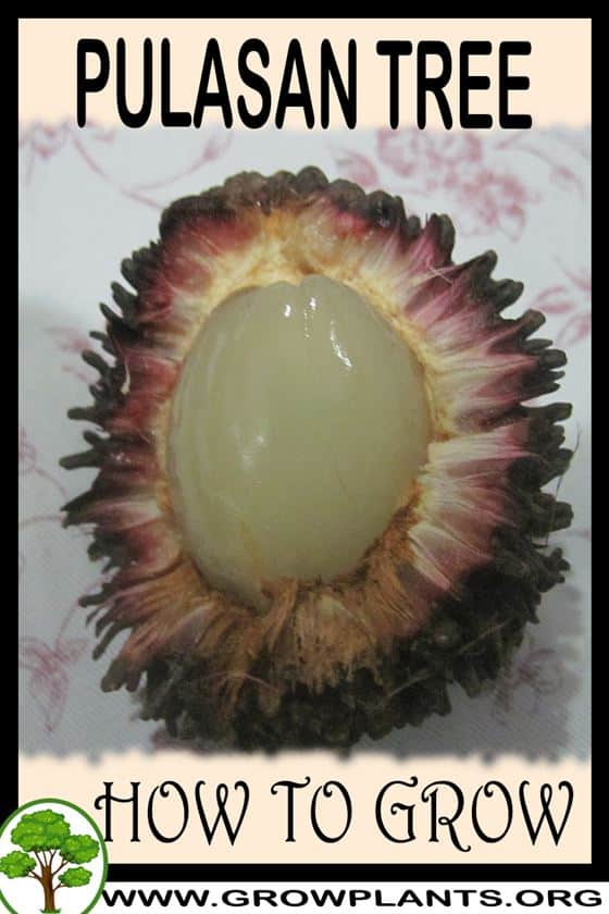 How to grow Pulasan