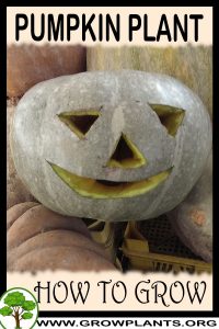 How to grow Pumpkin plant