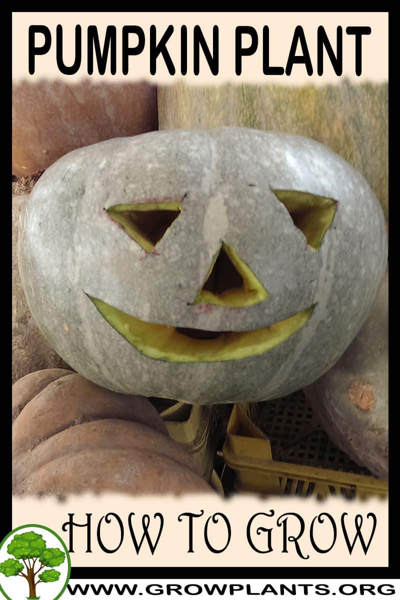 How to grow Pumpkin plant