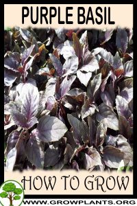 How to grow Purple basil