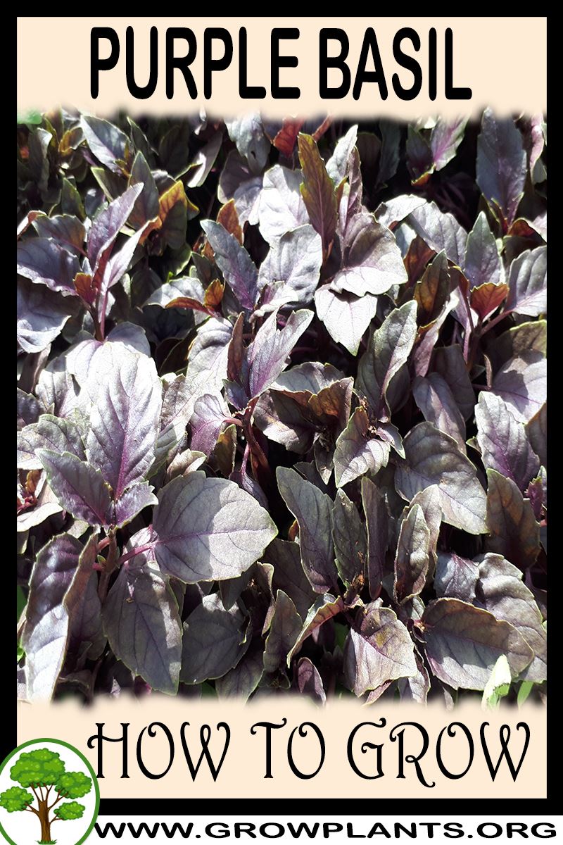 How to grow Purple basil