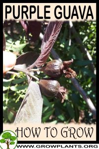 How to grow Purple guava