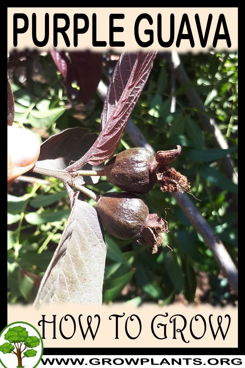 How to grow Purple guava