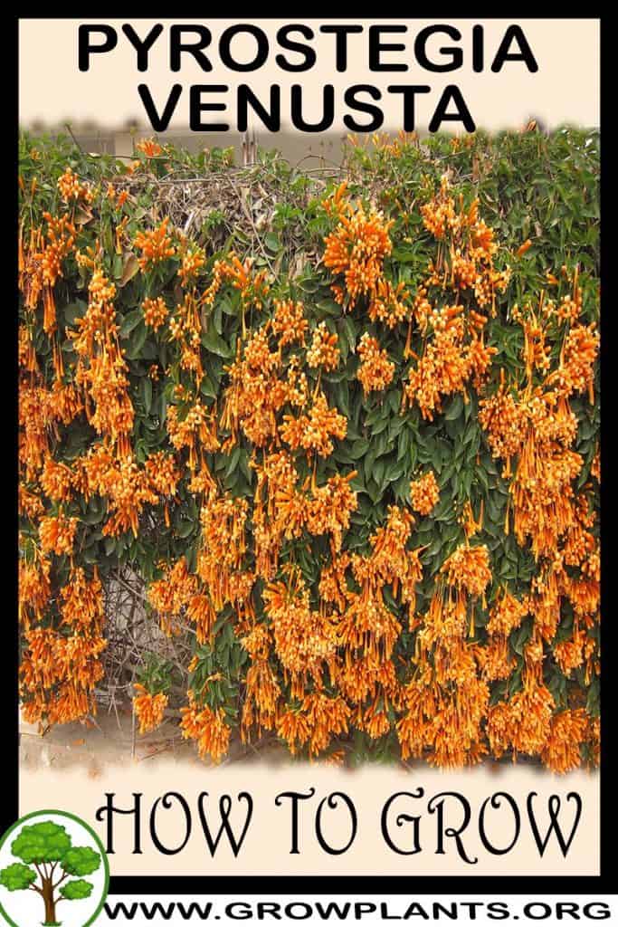 Pyrostegia venusta