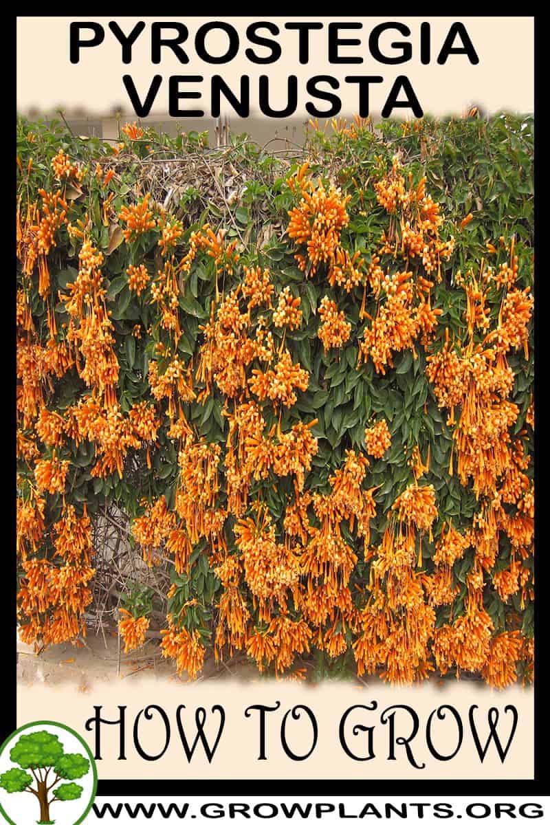 How to grow Pyrostegia venusta