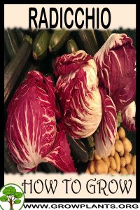 How to grow Radicchio