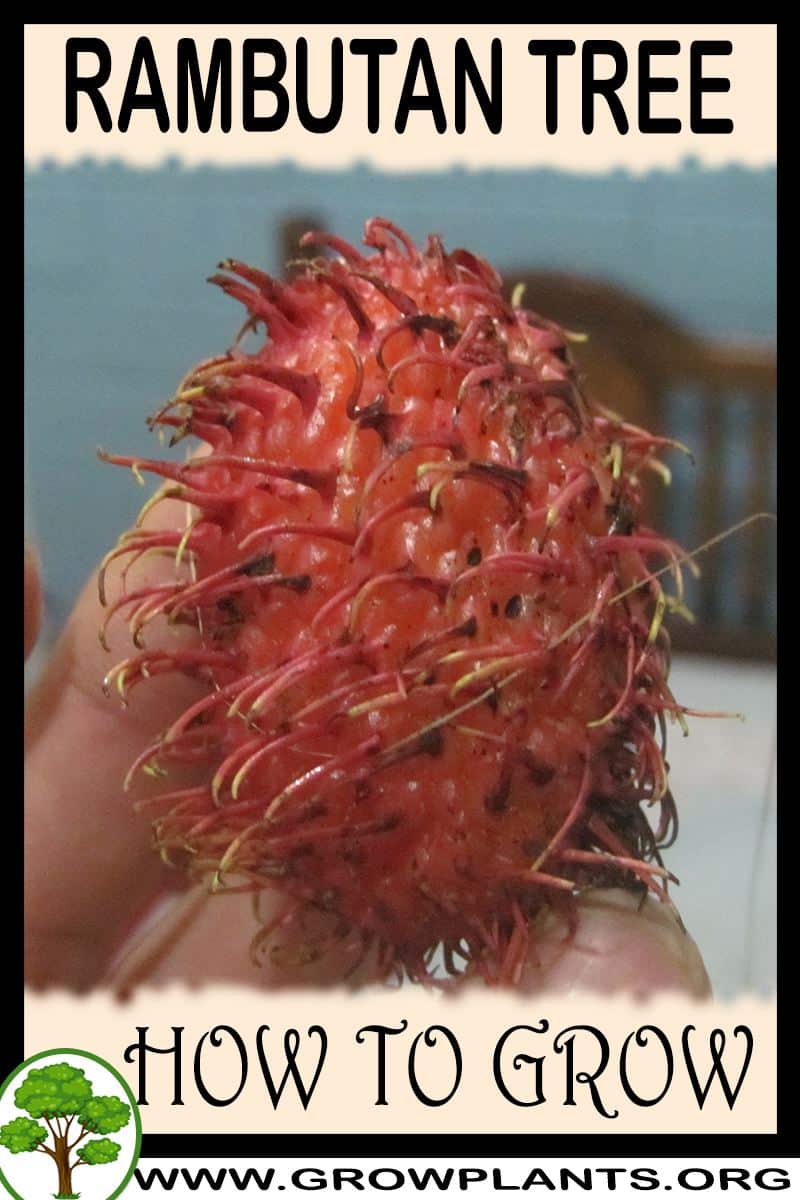 How to grow Rambutan tree